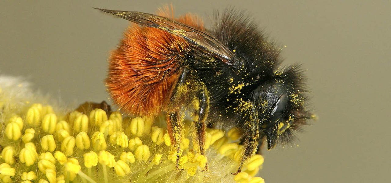 Plan d'action en faveur des pollinisateurs sauvages