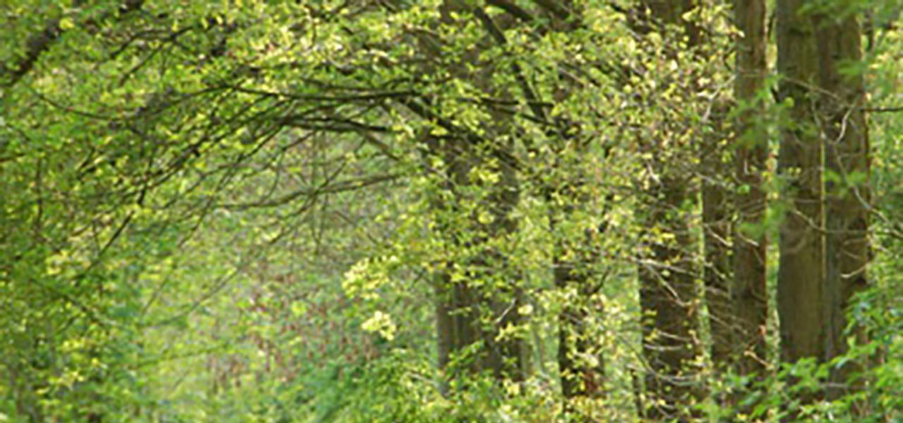 Adviesverlening en begeleiding acties voor bossen (Zuid-Limburg)