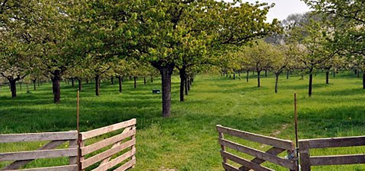 Advies voor hoogstamboomgaarden (Zuid-Limburg)